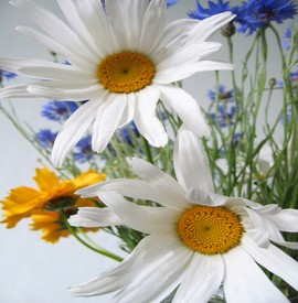 Daisies