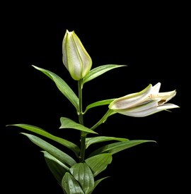 Lillies