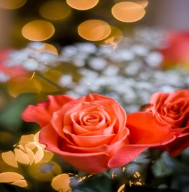 Roses